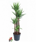 Yucca
