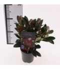 Skimmia