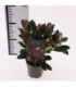 Skimmia
