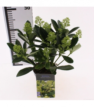 Skimmia