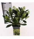 Skimmia