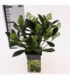 Skimmia