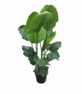 Strelitzia