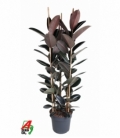 Ficus