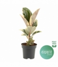 Ficus
