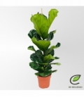 Ficus