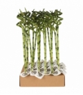 Dracaena