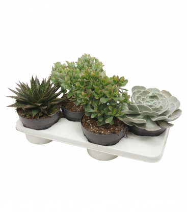 succulents