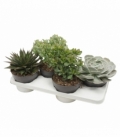 succulents
