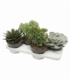 succulents