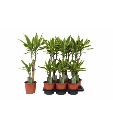 Dracaena