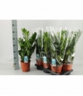 Zamioculcas