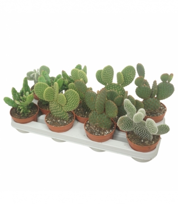 Opuntia