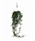 Hedera