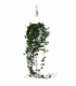 Hedera