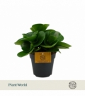 Peperomia