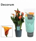 Zantedeschia