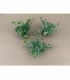 Hedera