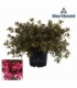 Azalea