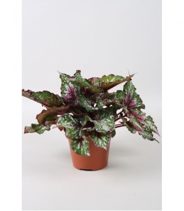 Begonia