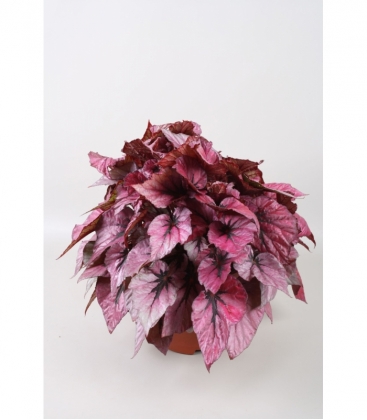 Begonia