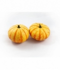 Cucurbita