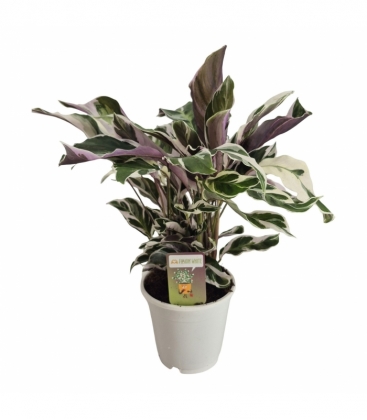 Calathea