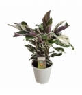Calathea