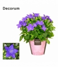 Campanula
