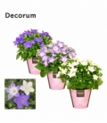 Campanula