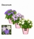 Campanula