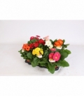 Gerbera
