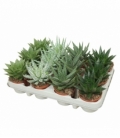 Aloe