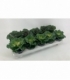 Brassica