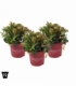 Gaultheria
