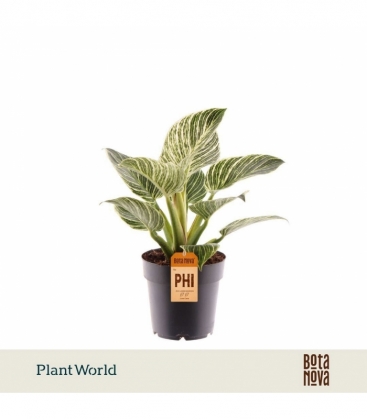 Philodendron