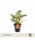 Philodendron