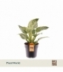 Philodendron
