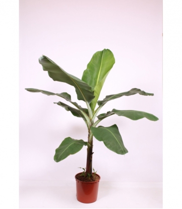 Musa
