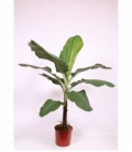 Musa