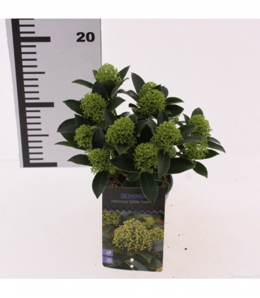 Skimmia