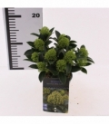 Skimmia