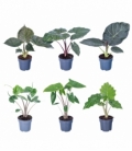 Alocasia