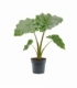 Alocasia