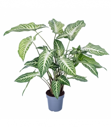 Xanthosoma