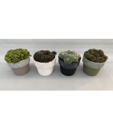 Sempervivum