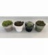Sempervivum