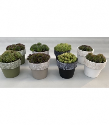 Sempervivum