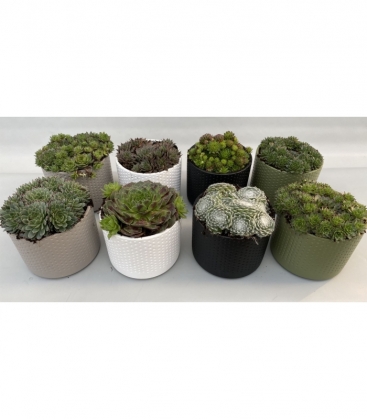 Sempervivum