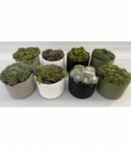 Sempervivum